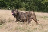 FILA BRASILEIRO 164